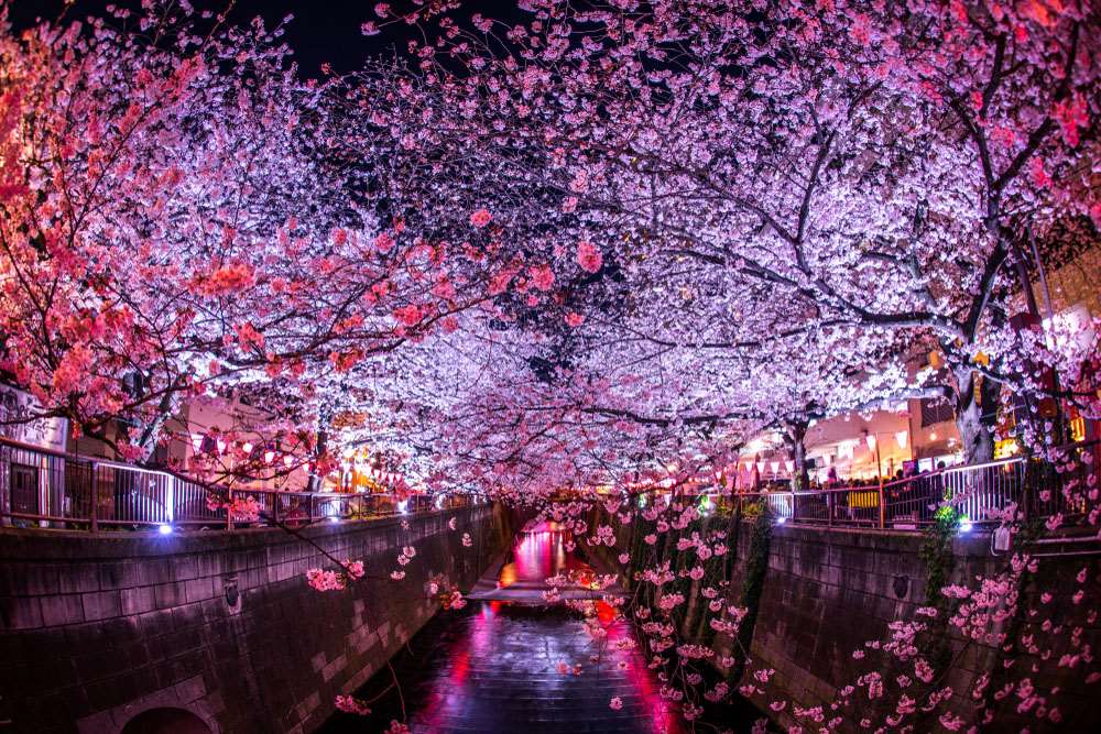 Cherry Blossom Festivali