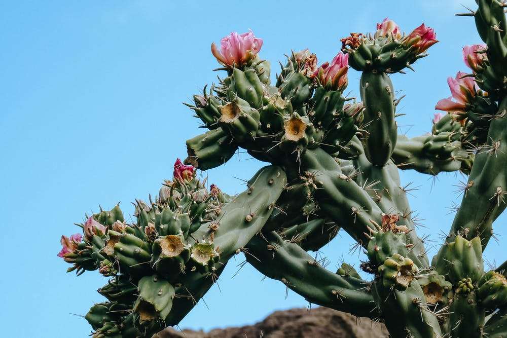 Desert Botanical Garden
