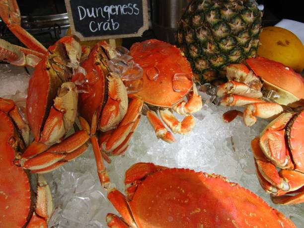 Dungeness Yengeci