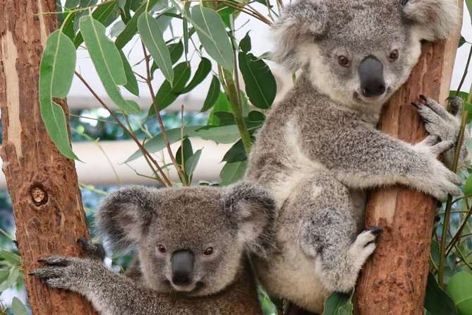 Lone Pine Koala Sanctuary