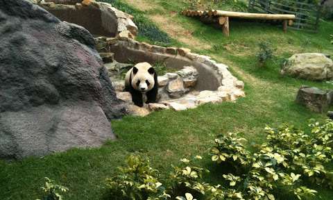Macau Dev Panda Köşkü