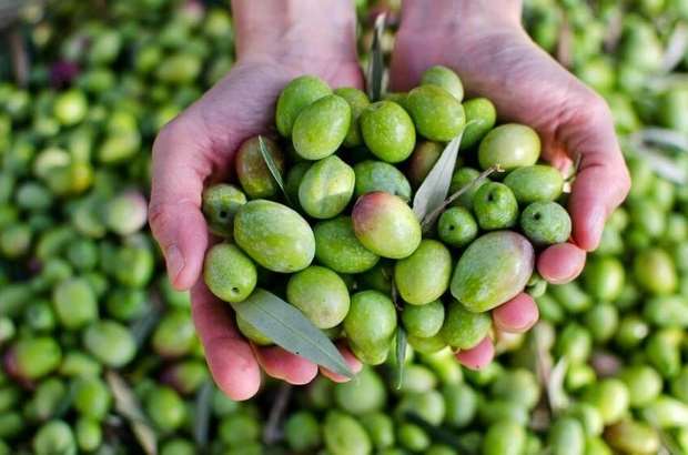 Zeytin Festivali 